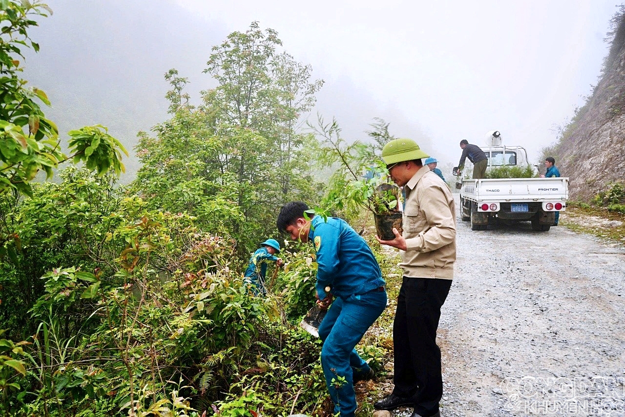 Trồng hơn 1.600 c&acirc;y ho&agrave;ng đ&agrave;n ở Vườn quốc gia Ho&agrave;ng Li&ecirc;n - Ảnh 1.