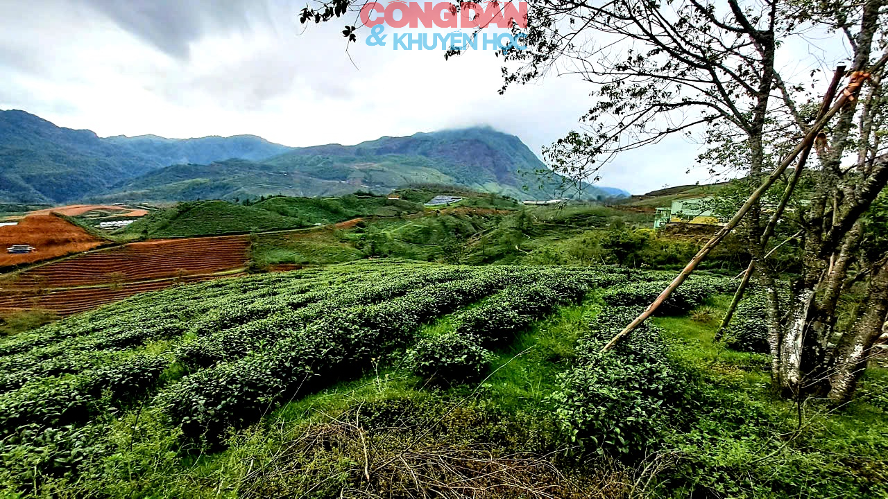 Khởi c&ocirc;ng đ&ocirc; thị sinh th&aacute;i Đồi ch&egrave; &Ocirc; Qu&yacute; Hồ - Sa Pa (L&agrave;o Cai), tổng vốn đầu tư gần 2.500 tỷ đồng - Ảnh 8.