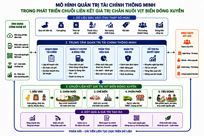 Quản trị t&agrave;i ch&iacute;nh th&ocirc;ng minh tạo động lực ph&aacute;t triển chuỗi li&ecirc;n kết gi&aacute; trị chăn nu&ocirc;i vịt biển Đ&ocirc;ng Xuy&ecirc;n - Ảnh 3.