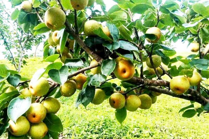 Sắp diễn ra lễ hội l&ecirc; Nậm Pung 2026 - Ảnh 5.