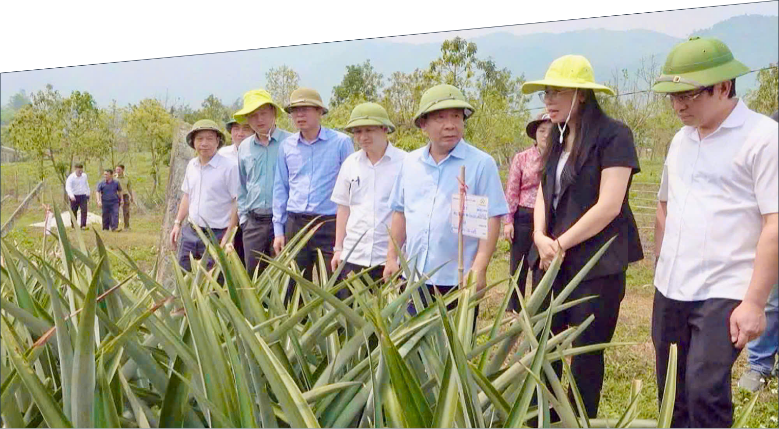 Kỳ vọng vào cây dứa giúp đồng bào biên giới Nghệ An thoát nghèo - Ảnh 5.