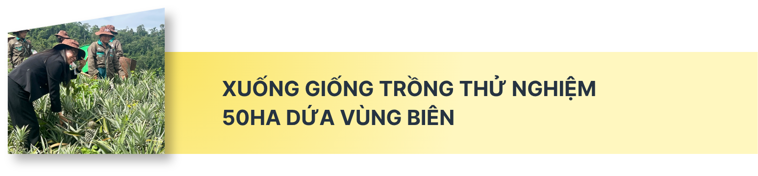 Kỳ vọng vào cây dứa giúp đồng bào biên giới Nghệ An thoát nghèo - Ảnh 2.