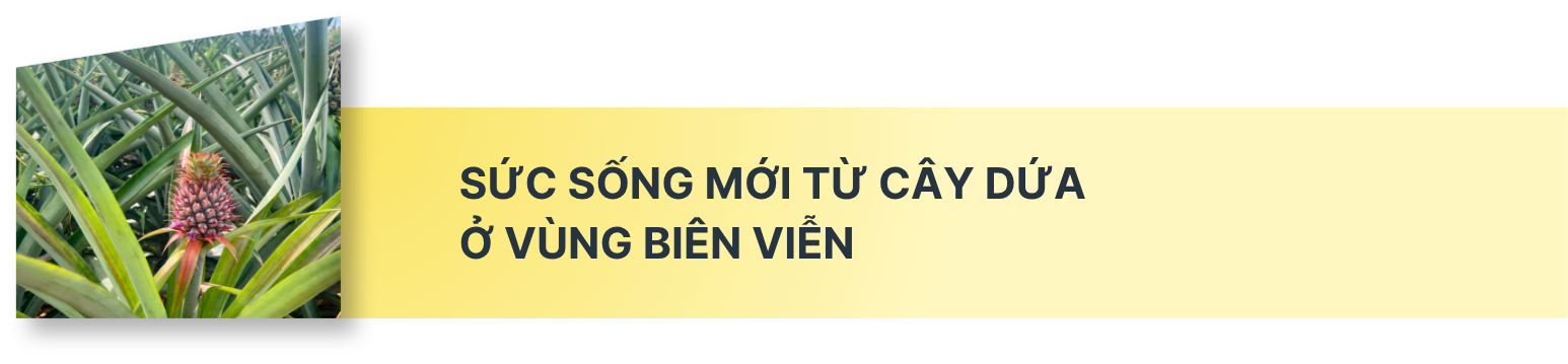Kỳ vọng vào cây dứa giúp đồng bào biên giới Nghệ An thoát nghèo - Ảnh 6.