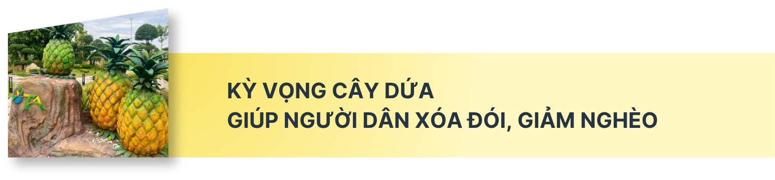 Kỳ vọng vào cây dứa giúp đồng bào biên giới Nghệ An thoát nghèo - Ảnh 8.