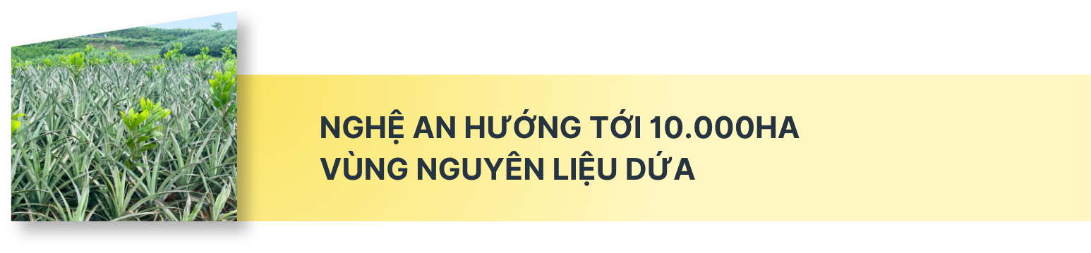 Kỳ vọng vào cây dứa giúp đồng bào biên giới Nghệ An thoát nghèo - Ảnh 9.