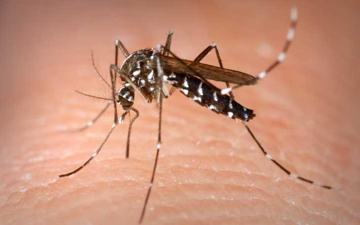 Dịch sốt xuất huyết c&oacute; thể biến đổi do El Nino- Ảnh 1.