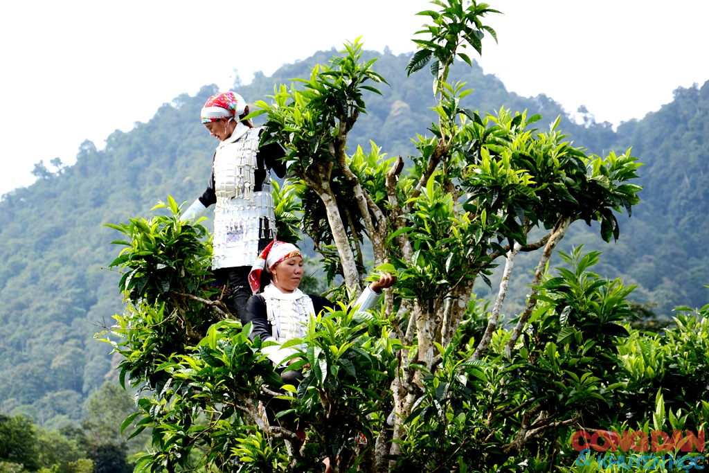 Bay xa hương sắc Sim San trong Lễ hội m&ugrave;a Thu Y T&yacute; - Ảnh 13.