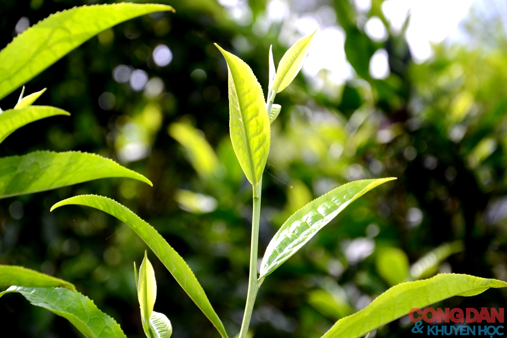 Bay xa hương sắc Sim San trong Lễ hội m&ugrave;a Thu Y T&yacute; - Ảnh 14.