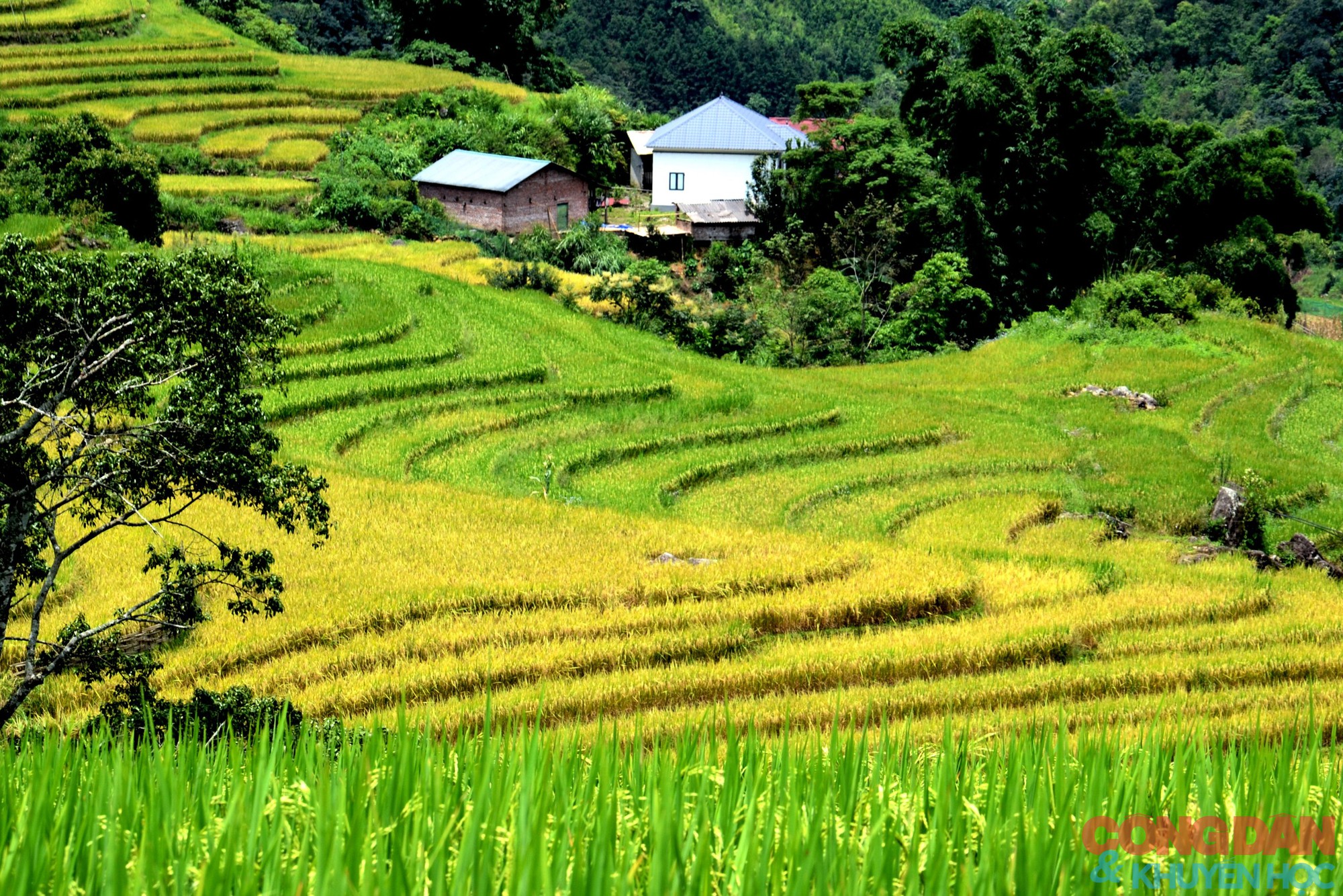 Bay xa hương sắc Sim San trong Lễ hội m&ugrave;a Thu Y T&yacute; - Ảnh 20.