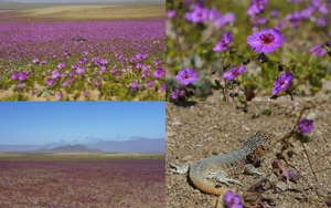 Đến Chile để ngắm phép màu: hoa nở trên sa mạc