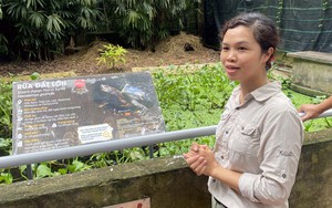 Cuộc đời kỳ lạ của rùa sông Malaysia và chuyến du lịch Việt Nam bất đắc dĩ