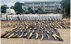 3 người Việt bị buộc tội buôn lậu ngà voi, vảy tê tê ở Nigeria