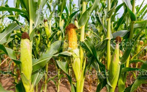 Chuyển đổi chăn nu&ocirc;i bền vững trong hệ thống lương thực thực phẩm ở ch&acirc;u &Aacute; - Th&aacute;i B&igrave;nh Dương - Ảnh 9.