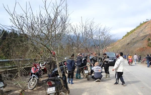 Đ&agrave;o n&uacute;i Sa Pa xuống phố đ&oacute;n Tết - Ảnh 20.