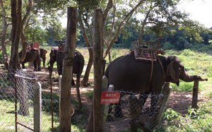 Voi con mới sinh được phát hiện trong Khu Bảo tồn loài và sinh cảnh voi Đà Nẵng - Ảnh 6.