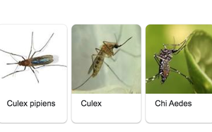 Photon Matrix: Hệ thống laser "săn muỗi" mở ra hướng tiếp cận mới trong c&ocirc;ng nghệ diệt c&ocirc;n tr&ugrave;ng - Ảnh 3.