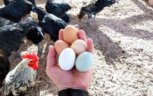 Trứng gà thành món xa xỉ ở nhiều nước trong khi tại Việt Nam chất đống vỉa hè, gắn mác giải cứu