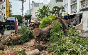 Thành phố Hồ Chí Minh: Kiểm tra định kỳ cây xanh trong trường học hàng năm