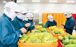 Nhiều lô hàng xuất khẩu trái cây vi phạm kiểm dịch của Trung Quốc