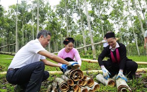 Lào Cai bàn giải pháp nâng cao giá trị cây quế
