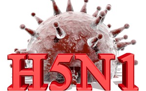 Dấu hiệu nhận biết và cách phòng tránh dịch cúm gia cầm H5N1 dịp Tết Nguyên đán 2024