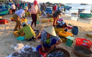 Chợ c&aacute; C&aacute;i Rồng, V&acirc;n Đồn - B&igrave;nh minh mu&ocirc;n sắc tr&ecirc;n biển trời Đ&ocirc;ng Bắc - Ảnh 26.