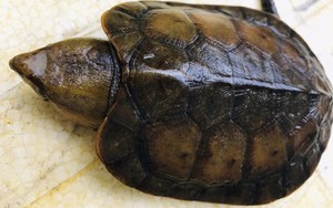 Hơn 20 năm tù cho 3 đối tượng tàng trữ động vật hoang dã gồm hơn 70 cá thể rùa và tê tê