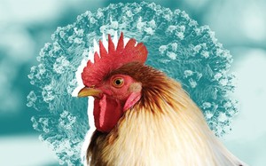 Dịch cúm A gia tăng, học sinh, phụ huynh cần lưu ý gì? - Ảnh 5.