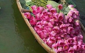 Hoa sen Tịnh Đế bách diệp hồ Tây hiếm thấy ở đầm sen Kim Liên - Ảnh 14.