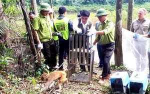 Tái thả 21 cá thể động vật hoang dã về Vườn quốc gia Vũ Quang