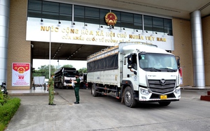 Hơn 4.000 tấn quả vải tươi được xuất khẩu sang Trung Quốc qua cửa khẩu Kim Thành