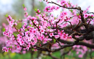 Năm nay nghỉ Giỗ Tổ Hùng Vương vào ngày nào? - Ảnh 1.