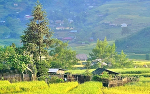 Vườn Quốc gia Hoàng Liên Sa Pa - Khu rừng thơ mộng níu chân du khách - Ảnh 17.