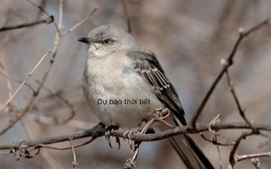 H&agrave; Nội ấm dần trước Tết, nhiệt độ cao nhất l&ecirc;n 23 độ C - Ảnh 3.