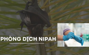 Virus Nipah bật chế độ ph&ograve;ng vệ của c&aacute;c quốc gia Nam &Aacute; - Ảnh 2.