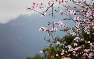 Kh&ocirc;ng kh&iacute; lạnh g&acirc;y mưa v&agrave; r&eacute;t đậm tại miền Bắc từ 31/1- Ảnh 2.