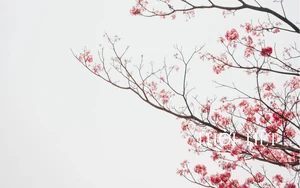 Miền Bắc sắp chuyển mưa do kh&ocirc;ng kh&iacute; lạnh, nhiệt độ giảm - Ảnh 3.