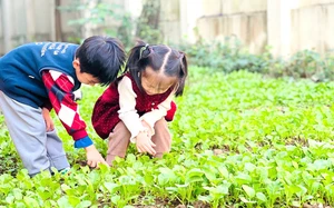 Th&agrave;nh phố Hồ Ch&iacute; Minh đưa m&ocirc; h&igrave;nh &ldquo;T&iacute;ch xanh tr&aacute;ch nhiệm&rdquo; v&agrave;o bếp ăn trường học - Ảnh 5.