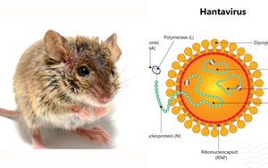 H&agrave; Nội k&iacute;ch hoạt hệ thống ph&ograve;ng chống dịch bệnh do virus Hanta- Ảnh 2.