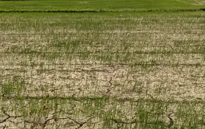 Cảnh b&aacute;o El Ni&ntilde;o mạnh l&ecirc;n tr&ecirc;n to&agrave;n cầu: Thế giới v&agrave; Việt Nam đối mặt với những cực đoan kh&iacute; hậu mới - Ảnh 5.