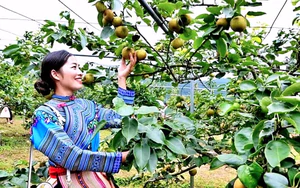 Bay xa hương sắc Sim San trong Lễ hội m&ugrave;a Thu Y T&yacute; - Ảnh 21.
