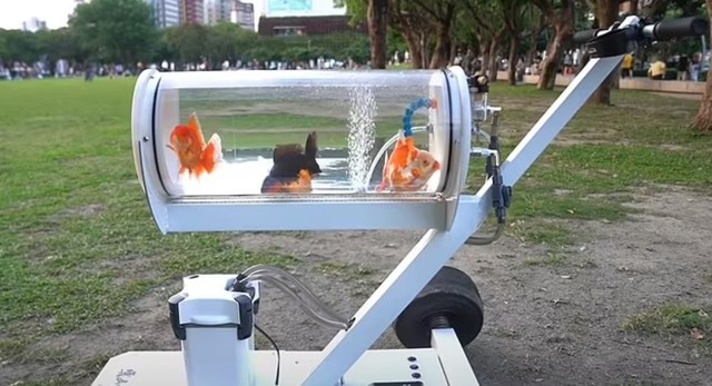 YouTuber chế bể cá di động để “dắt” cá dạo phố - Ảnh 1.