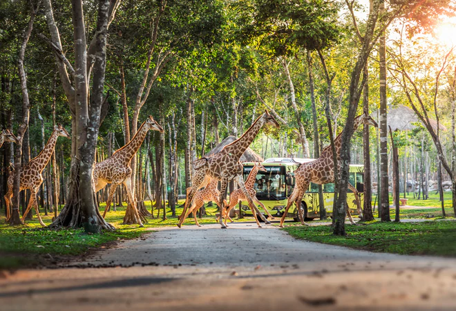 Thành quả từ những lần “chơi lớn khiến thế giới phải trầm trồ” của “kỳ quan” Vinpearl Safari Phú Quốc - Ảnh 2.