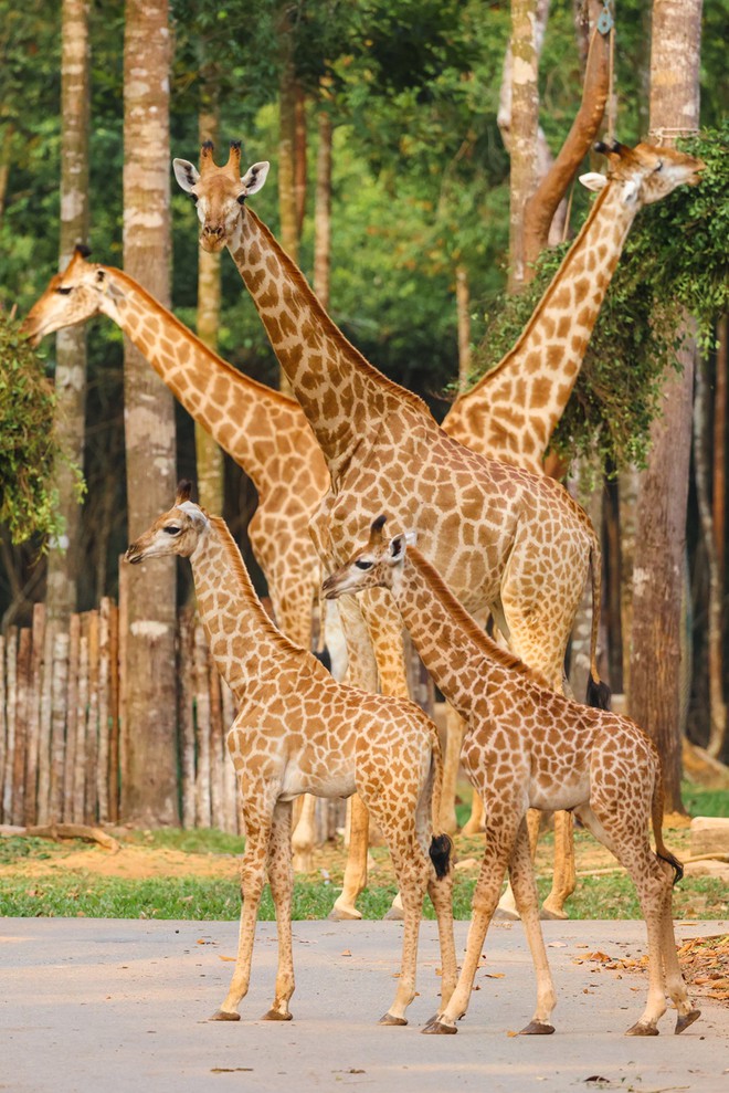 Thành quả từ những lần “chơi lớn khiến thế giới phải trầm trồ” của “kỳ quan” Vinpearl Safari Phú Quốc - Ảnh 1.
