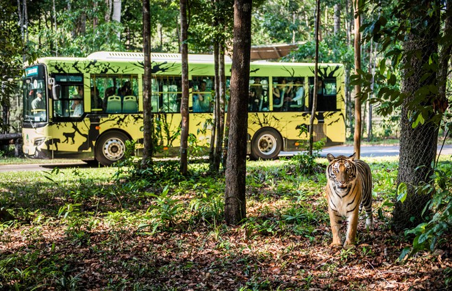 Thành quả từ những lần “chơi lớn khiến thế giới phải trầm trồ” của “kỳ quan” Vinpearl Safari Phú Quốc - Ảnh 3.
