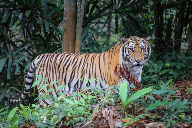 Thành quả từ những lần “chơi lớn khiến thế giới phải trầm trồ” của “kỳ quan” Vinpearl Safari Phú Quốc - Ảnh 4.