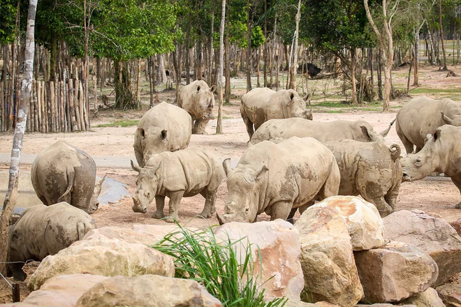 Thành quả từ những lần “chơi lớn khiến thế giới phải trầm trồ” của “kỳ quan” Vinpearl Safari Phú Quốc - Ảnh 6.