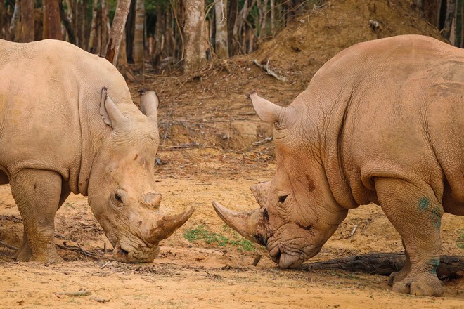 Thành quả từ những lần “chơi lớn khiến thế giới phải trầm trồ” của “kỳ quan” Vinpearl Safari Phú Quốc - Ảnh 5.