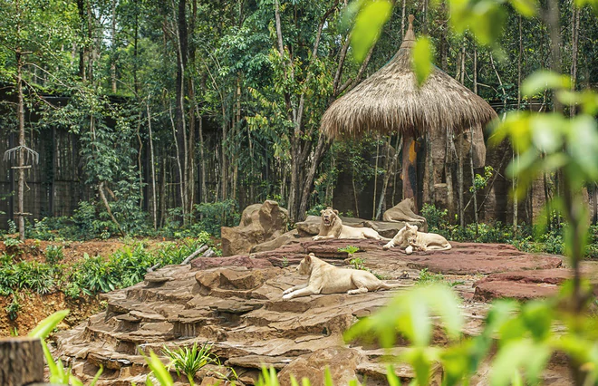 Thành quả từ những lần “chơi lớn khiến thế giới phải trầm trồ” của “kỳ quan” Vinpearl Safari Phú Quốc - Ảnh 7.