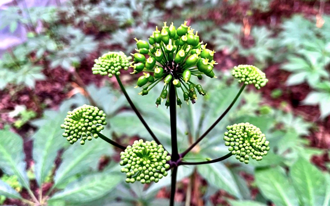 Lai Ch&acirc;u xanh ho&aacute; n&ocirc;ng nghiệp, ph&aacute;t triển dược liệu h&agrave;ng ho&aacute; - Ảnh 7.